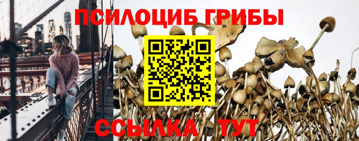 Галлюциногенные грибы Psilocybine cubensis Рославль